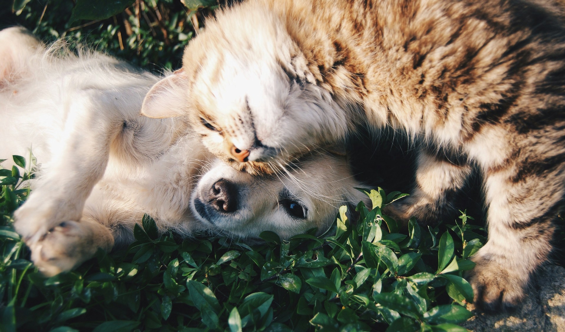 Cat and dog cuddling on green grass. Cat and dog cuddling on green grass.